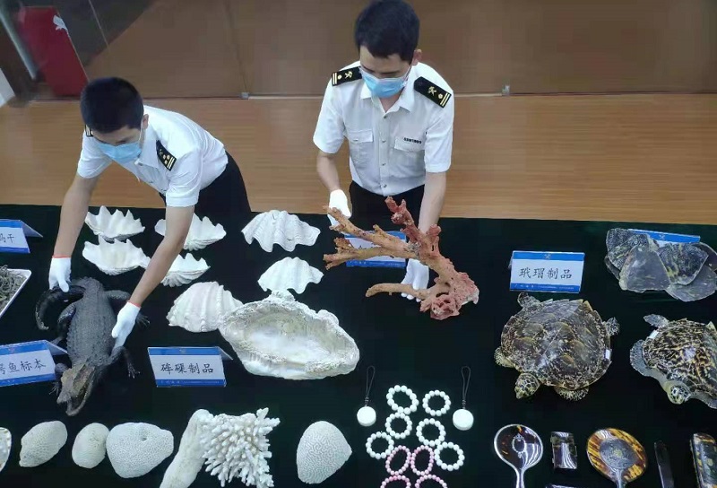 广州海关关员正在整理准备移交的濒危水生野生动物及其制品——关悦摄